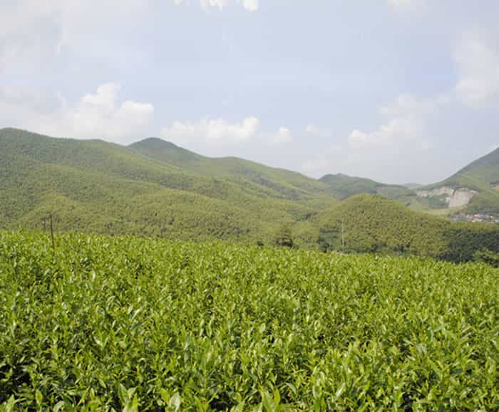 溧陽(yáng)白茶是啥茶？