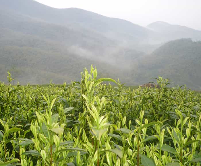 飲天目湖白茶的三流程：趣、神、味